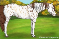 Horse Color:Red Onyx Tobiano Near Leopard Rabicano