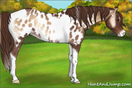 Horse Color:Red Onyx Tobiano Near Leopard Rabicano