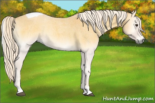 Horse Color:Palomino Roan Onyx Tobiano 