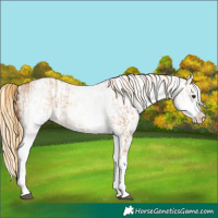 Horse Color:White Spotted Red Dun Rabicano  and White Spotted Red Dun Splash Rabicano 