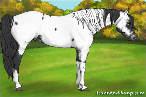 Horse Color:Platinum Black Tobiano Appaloosa 