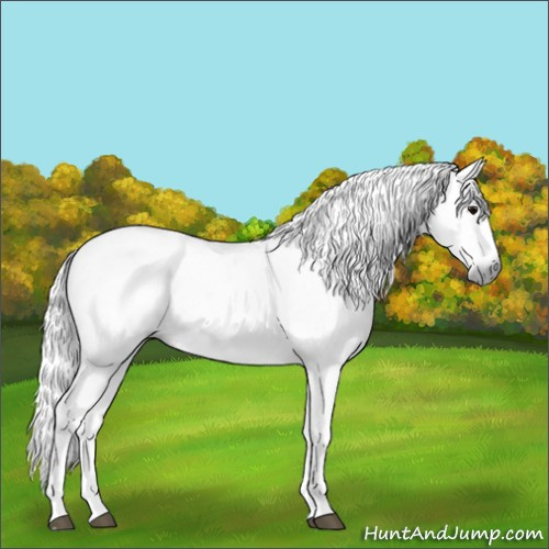 Horse Color:Gray White Spotted Black  and Gray White Spotted Black 