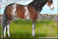 Horse Color:White Spotted Bay Sabino