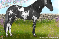 Horse Color:White Spotted Black