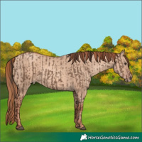 Horse Color:Liver Red Dun  and Gold Champagne Dun 
