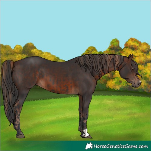 Horse Color:Liver Chestnut  and Brown 