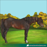 Horse Color:Liver Chestnut  and Brown 
