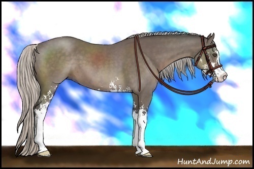 Horse Color:Silver Black Sabino 