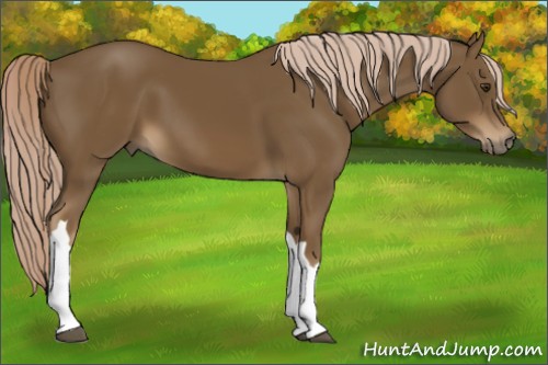 Horse Color:Chocolate Palomino 
