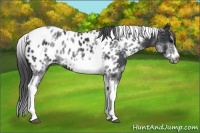 Horse Color:White Spotted Black Splash Tobiano Frame Appaloosa 
