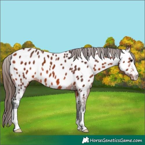Horse Color:Bay Appaloosa 