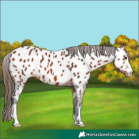Horse Color:Bay Appaloosa 