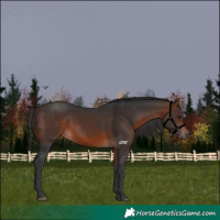 Horse Color:Brown 