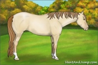 Horse Color:Red Dun Pearl 