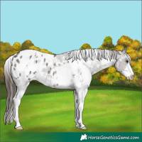 Horse Color:White Spotted Liver Chestnut Sabino Appaloosa 
