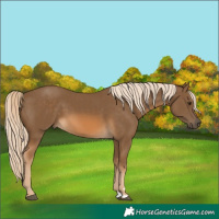Horse Color:Chocolate Palomino