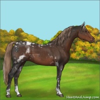 Horse Color:Liver Chestnut Tobiano 
