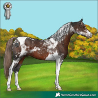 Horse Color:Liver Chestnut Tobiano