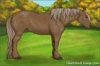 Horse Color:Chocolate Palomino 