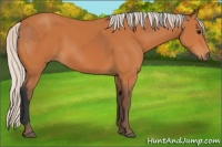 Horse Color:Bay  and Silver Bay 