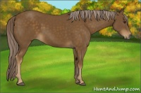 Horse Color:Chocolate Palomino 