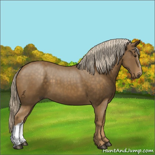 Horse Color:Chocolate Palomino 