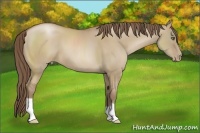 Horse Color:Grullo Pearl 
