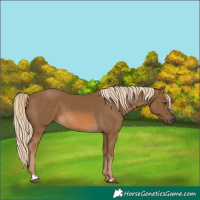 Horse Color:Chocolate Palomino 