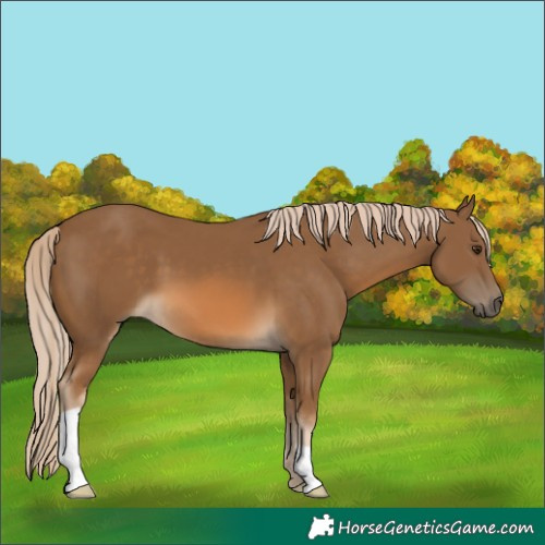 Horse Color:Chocolate Palomino 