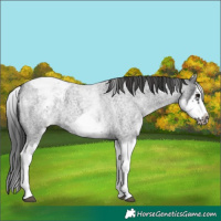 Horse Color:White Spotted Blue Roan Splash Frame Appaloosa 