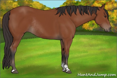 Horse Color:Bay Tobiano Rabicano 