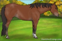 Horse Color:Bay Tobiano Rabicano
