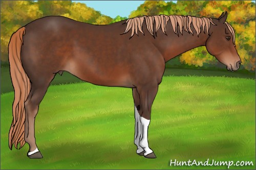 Horse Color:Liver Chestnut Tobiano 