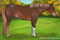 Horse Color:Liver Chestnut Tobiano 
