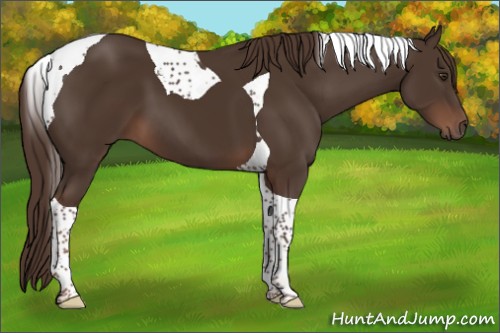 Horse Color:Liver Chestnut Tobiano