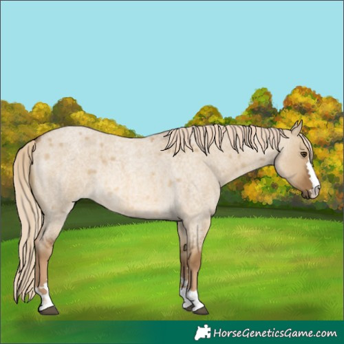 Horse Color:Chocolate Palomino Roan Dun 