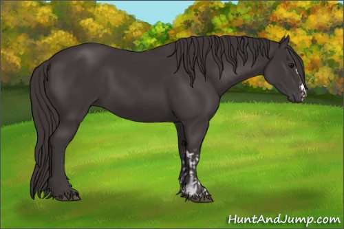Horse Color:Smoky Black and Smoky Black