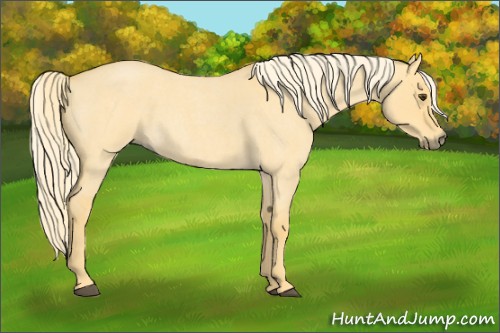 Horse Color:Palomino Roan Dun 