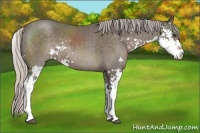 Horse Color:Silver Black Sabino 
