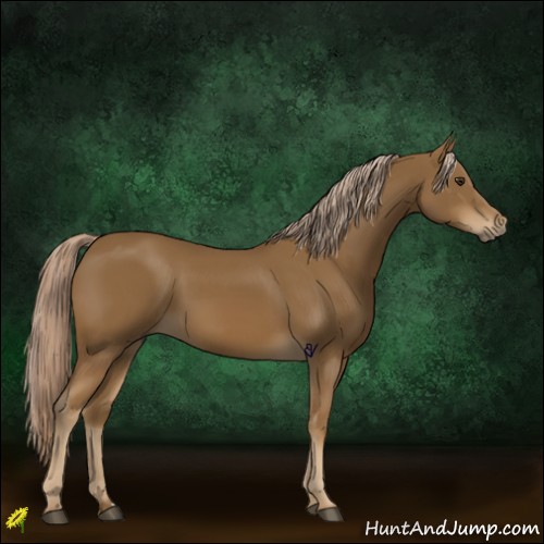 Horse Color:Chocolate Palomino 