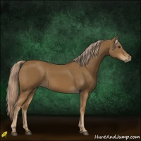 Horse Color:Chocolate Palomino 