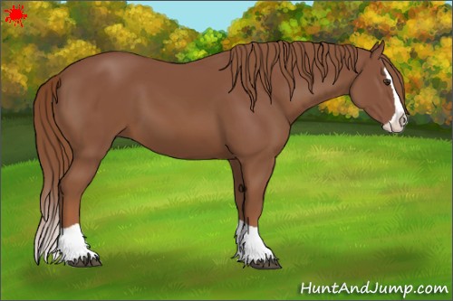Horse Color:Chestnut Splash 
