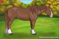 Horse Color:Chestnut Splash 