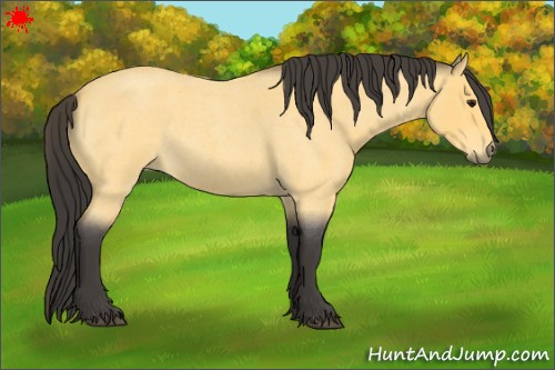 Horse Color:Buckskin Roan 