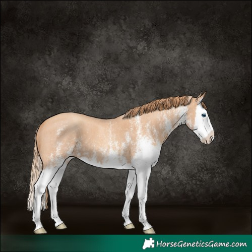 Horse Color:White Spotted Gold Champagne Splash 