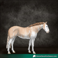 Horse Color:White Spotted Gold Champagne Splash 