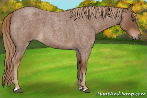 Horse Color:Red Roan 