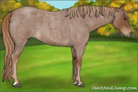 Horse Color:Red Roan 