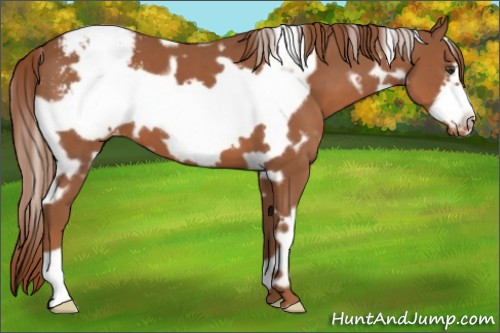 Horse Color:White Spotted Chestnut Frame Appaloosa 