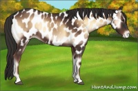 Horse Color:Liver Red Onyx Appaloosa 